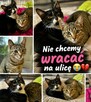Kajtus i Felus to półroczne kociaki czekają na Ciebie Kocie