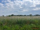 Działka budowlana Golęczewo gm. Suchy Las, Malinowa - 11