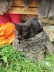 Hera do adopcji - 2