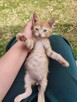 Apollo do adopcji - 5