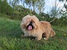 Piki ok 4 let piesek w typ pekińczyka do adopcji Bełchatów