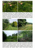 Syndyk sprzeda działkę Ostrowo Kolonia - 4