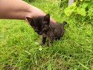 Hera do adopcji - 5