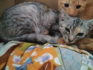 Śnieżka do adopcji - 2