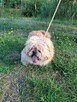 Piki ok 4 let piesek w typ pekińczyka do adopcji Bełchatów - 4