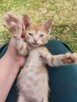 Apollo do adopcji - 4
