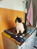 Judyta do adopcji - 2
