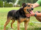 Hydrant starszy piesek szuka odpowiedzialnego domu Bełchatów
