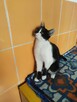 Judyta do adopcji - 5