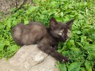 Eris do adopcji - 3