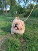 Piki ok 4 let piesek w typ pekińczyka do adopcji Bełchatów - 6