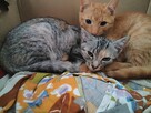 Śnieżka do adopcji - 3