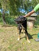 Pilne!! Oleg ok 2/3 let.mały piesek do adopcji Bełchatów - 5