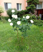 Mieszkanie Białystok Piaski, Żelazna - 12