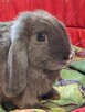 Niebieskie samiczki mini lop