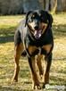 SZAFIR - piękny psiak w typie gończy polski szuka domu - 3