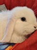 Białe baranki min lop - 9