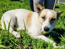 LILI - delikatna, wrażliwa sunia szuka domu - 2