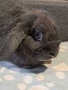 Niebieskie baranki mini lop - 6
