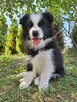 Border collie gotowe do odbioru - 3