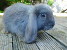Baranki mini lop - 3