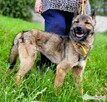 BONGO - wesoły psiak szuka najlepszego domu - 2
