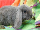 Baranki mini lop - 2