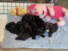 Shih tzu pieski - 4