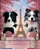 Border collie gotowe do odbioru - 4