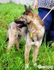 BONGO - wesoły psiak szuka najlepszego domu