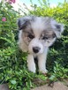 Border collie gotowe do odbioru - 3