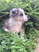Border collie gotowe do odbioru - 2