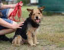 Towarzyski niewielki psiak Snoopy - 2