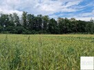 DZIAŁKA SIEDLISKOWA 3389 m² Z WARUNKAMI ZABUDOWY - 3