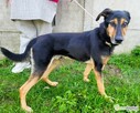 EGON - biedny, porzucony psiak szuka super domu - 3