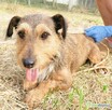 KORA - piękna sunia w typie jamniczka szuka domu