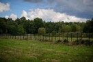 Piękna działka koło lasu z własnym jeziorkiem | - 5