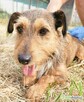 KORA - piękna sunia w typie jamniczka szuka domu - 3