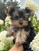Yorki Miniaturki - 4
