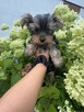 Yorki Miniaturki - 3