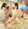 KORA - piękna sunia w typie jamniczka szuka domu - 2