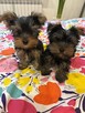 Yorki Miniaturki