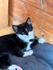 Elfik, 8 tygodniowy kocurek szuka domu - 4