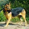 NIKA - cudowna, wrażliwa sunia szuka super domu - 3