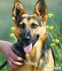 NIKA - cudowna, wrażliwa sunia szuka super domu - 2