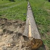 Sprzedam jesiony grube, proste kłody. Na deski lub opał - 11