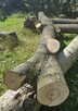 Sprzedam jesiony grube, proste kłody. Na deski lub opał - 6