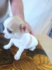 Biało-Beżowy Cudowny Chihuahua