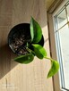 Epipremnum aureum