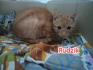Rudzik do adopcji - 3